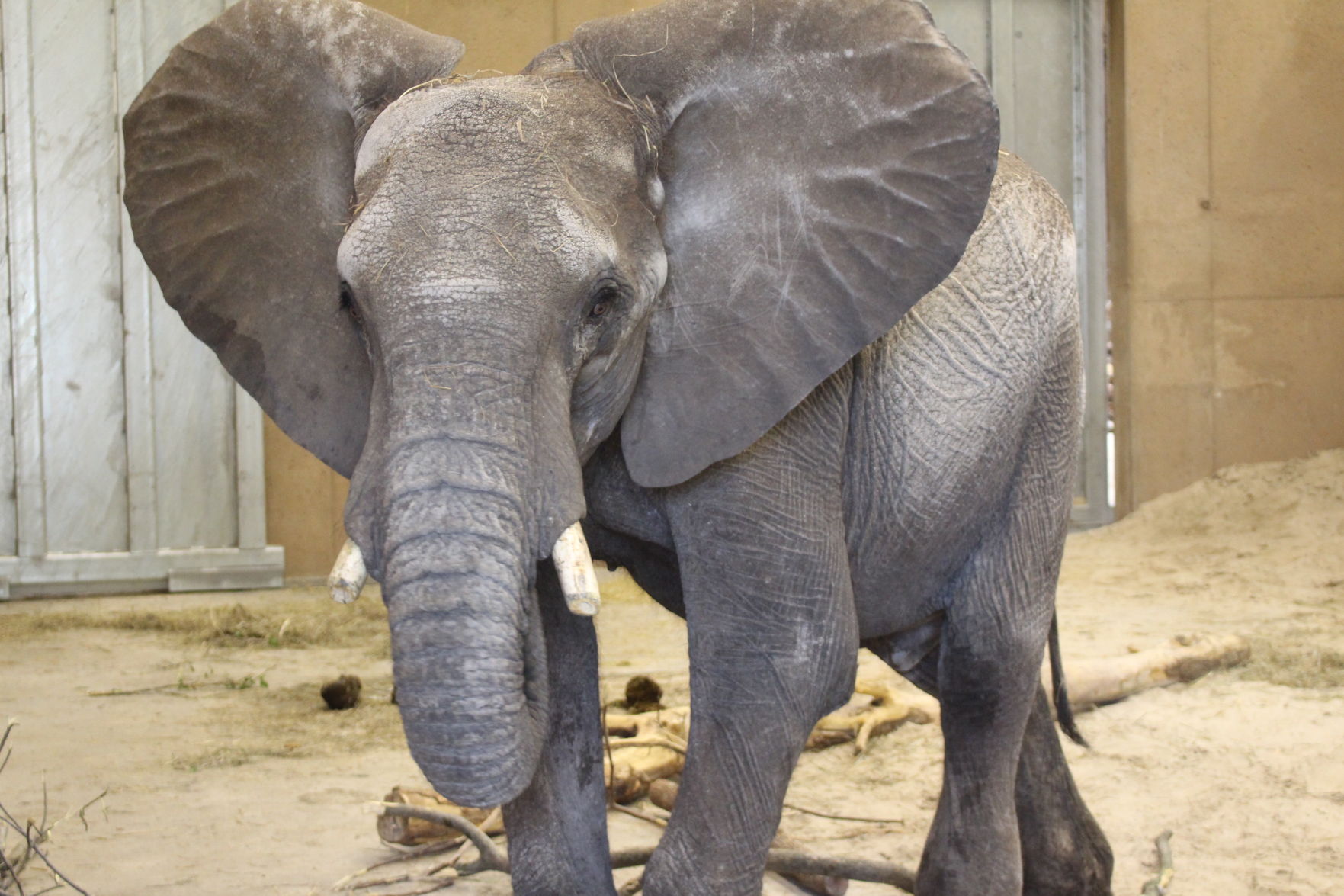 Warren the elephant